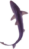 Baby Shark